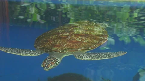 Sea Turtle Stock Footage 57766850