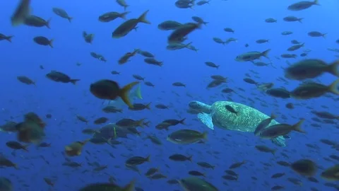 Sea Turtle Video stock 78385088