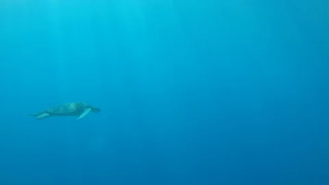 Sea Turtle Stock Footage 88611462