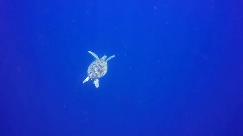 Sea Turtle Stock Footage 88612862