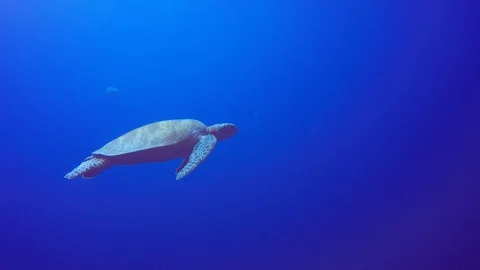 Sea Turtle Stock Footage 88613091