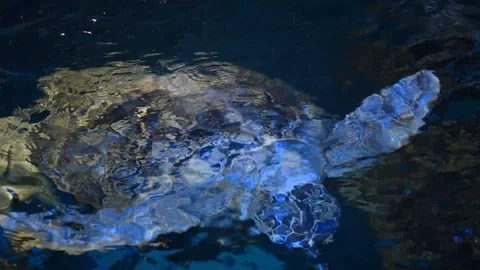 Sea turtle Stock Footage 100586786