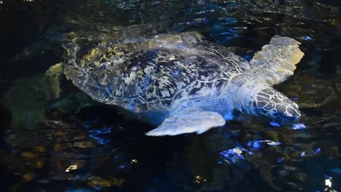 Sea turtle Video stock 100587080