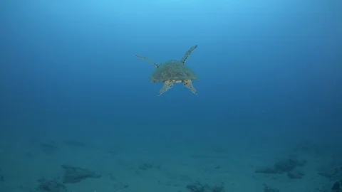 Sea turtle Vidéo 101429411