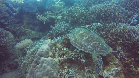 Sea turtle Stock Footage