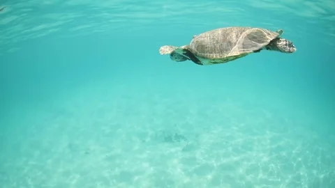 SEA TURTLE Stock Footage 127516688