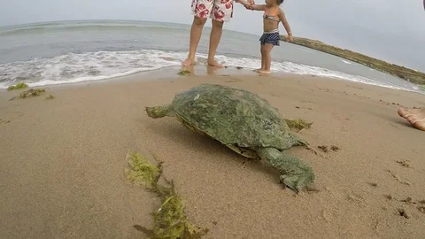 Sea turtle Stock-Footage 129713749