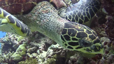 Sea Turtle Stock Footage 139722933