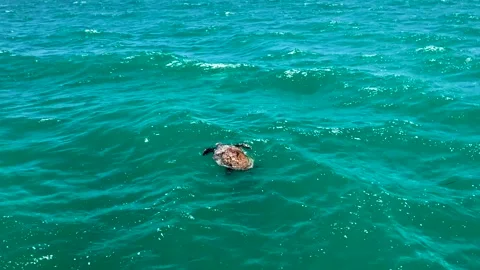 Sea Turtle Stock Footage 166468768