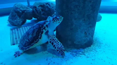 Sea Turtle Stock Footage 197403701