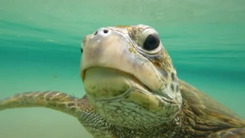 Sea Turtle Stock Footage 229324670