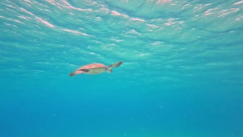 Sea turtle Stock Footage 240437956