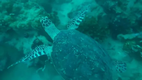 A Sea Turtle Stock Footage 242571841