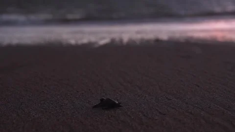 Sea ​​turtle Stock Footage 243541784