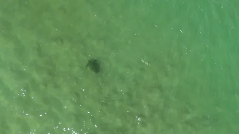 Sea Turtle Stock Footage 254998743