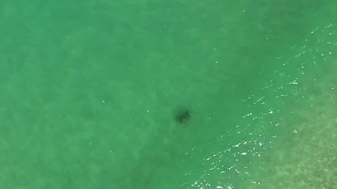 Sea Turtle Stock Footage 254998965