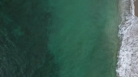 Sea Turtle Stock Footage 257378632