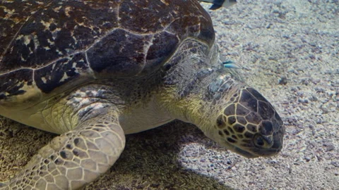 Sea Turtle Stock Footage 268753314