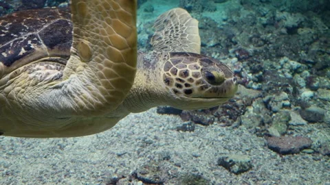 Sea Turtle Stock Footage 268753892