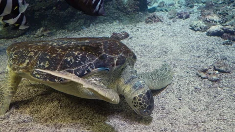 Sea Turtle Stock Footage 268753968