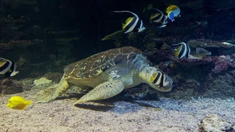 Sea Turtle Stock Footage 268754956