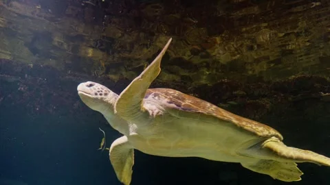 Sea Turtle Stock Footage 268755132