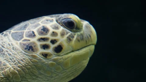 Sea Turtle Stock Footage 268755134