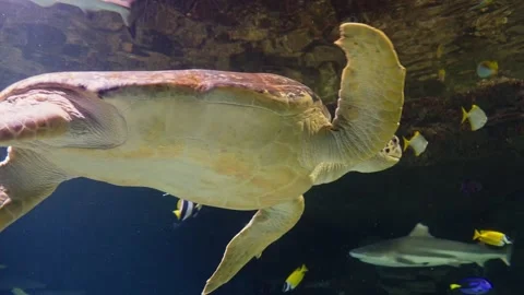 Sea Turtle Stock Footage 268755353