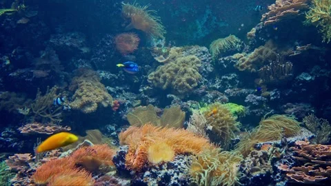 Sea Turtle Stock Footage 268755450