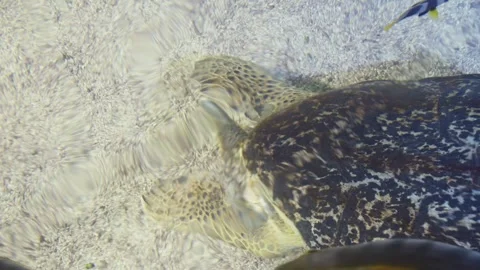 Sea Turtle Stock Footage 268755491