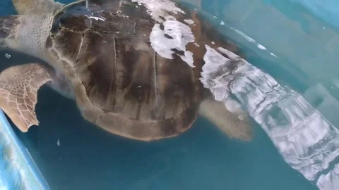 Sea ​​turtle Stock Footage 290856656