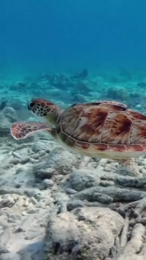 Sea Turtle Stock Footage 303390259