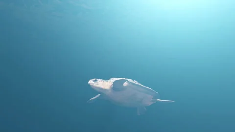 Sea Turtle Stock-Footage 305163039
