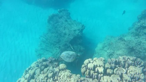 Sea turtle Stock Footage 323967323