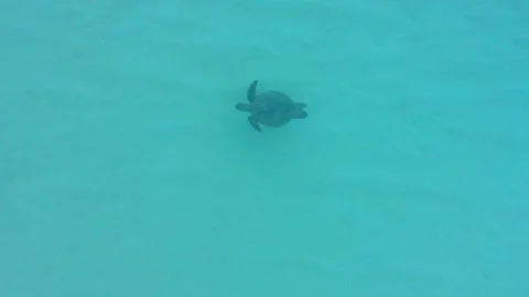 Sea turtle Stock Footage 327675908