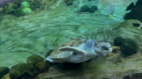 Sea turtle Stock Footage 328323247