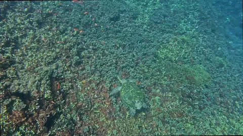 A sea turtle Stock Footage 328786169