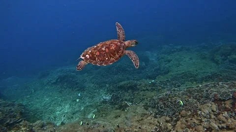 Sea turtle Stock Footage 328897223