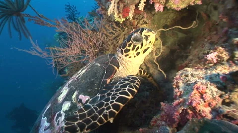 Sea Turtle Video stock 332774740