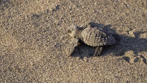 Sea ​​turtle Vídeos de archivo 339070994