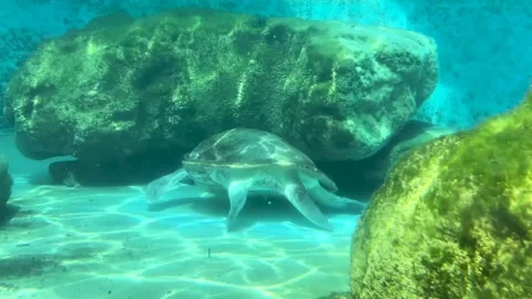 A Sea Turtle In Front of a Rock Stock Footage 289243484