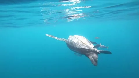 Sea turtle glides gracefully through blue waters. Stock Footage 310030087