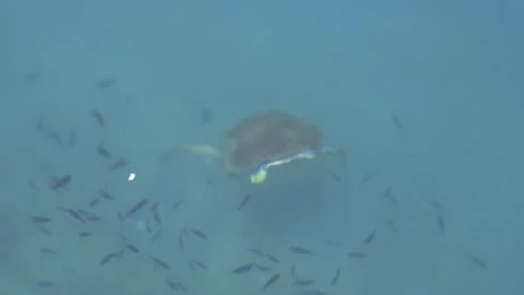 Sea turtle glides just below surface while fish gather - Turtle Swimming Stock Footage 340039630