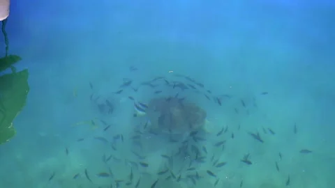 Sea turtle glides just below surface while fish gather - Swimming Turtle Stock Footage 340039840