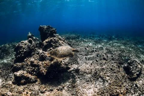 Sea turtle glides in ocean. Underwater view with turtles Stock Photos