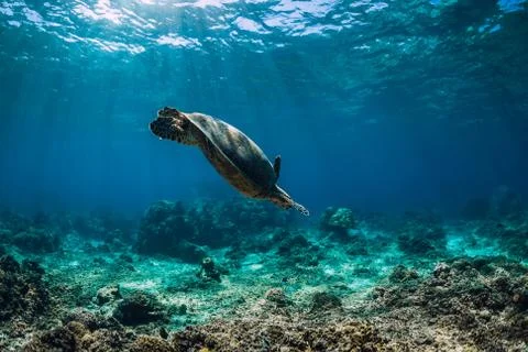 Sea turtle glides in ocean. Underwater view with turtles Stock Photos