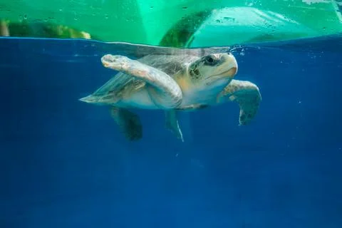 Sea turtle glides under surface in split view at Maldives resort pool Stock Photos