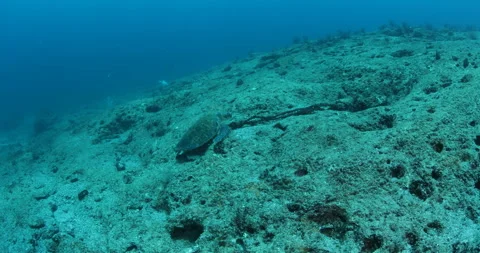 Sea Turtle Gliding Over Reefs in the Sea of Cortez Stock Footage 302771167