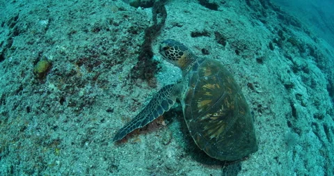 Sea Turtle Gliding Over Reefs in the Sea of Cortez Stock Footage 302772416