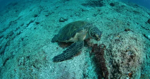 Sea Turtle Gliding Over Reefs in the Sea of Cortez Stock Footage 302773586